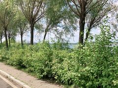 -呼兰河口湿地公园