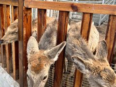 -北京鹿世界主题园