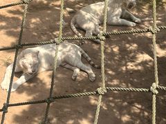 -西霞口神雕山野生动物世界