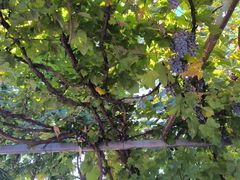 -钰田大院·碳烤虹鳟鱼·怀柔地道农家菜(雁栖湖店)