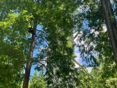 -黄海国家森林公园