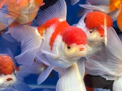 -青石桥花鸟鱼虫市场(叠翠城店)