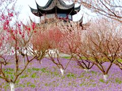 -上海海湾国家森林公园