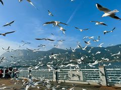-海埂大坝