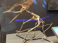 -贝林大翅鲸简餐厅(国家海洋博物馆店)