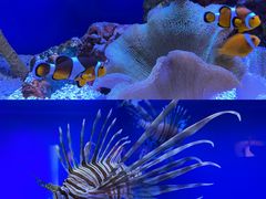 -上海海洋水族馆