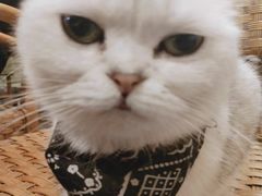 -猫色咖啡·猫咖
