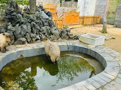 -合肥野生动物园