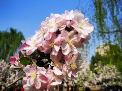 -海棠花溪(元大都城垣遗址公园)