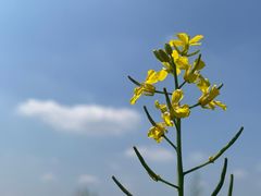 -桤木河湿地公园