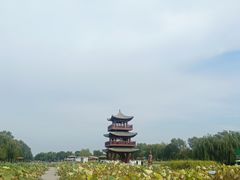 -白洋淀风景区