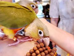 -成都华侨城欢乐里