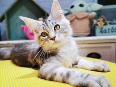 -十年猫舍·猫咪专门店(普陀店)