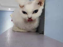 -喵的天空名猫咖啡馆·撸猫·猫舍·用品