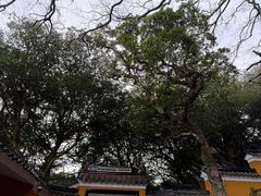 -普陀山慧济禅寺