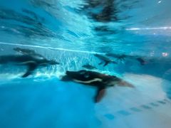 -帝企鹅自助餐厅•儿童岛•真企鹅(长隆企鹅酒店)