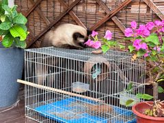 -有猫主题·治愈系猫咖(曾厝垵店)