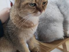 -李小姐の猫咖啡馆(五角场店)