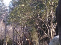 -卡萨米亚动物奶油生日蛋糕(新都汇店)