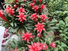 -北京国际鲜花港