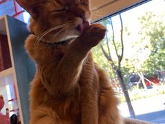 -猫小院猫主题餐厅(南锣旗舰店)