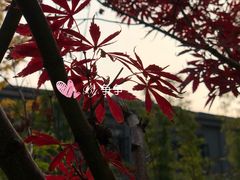 -锡师附小学(学前街校区)