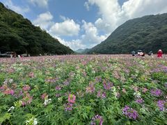 -广州市石门国家森林公园