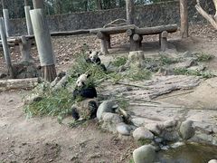 -都江堰中华大熊猫苑