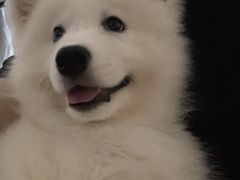 -翊宠yipet猫狗购宠庄园犬舍•猫舍