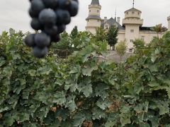 -北京张裕爱斐堡酒庄