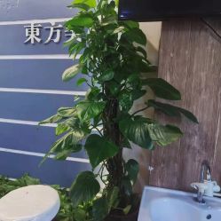 -东方美妍