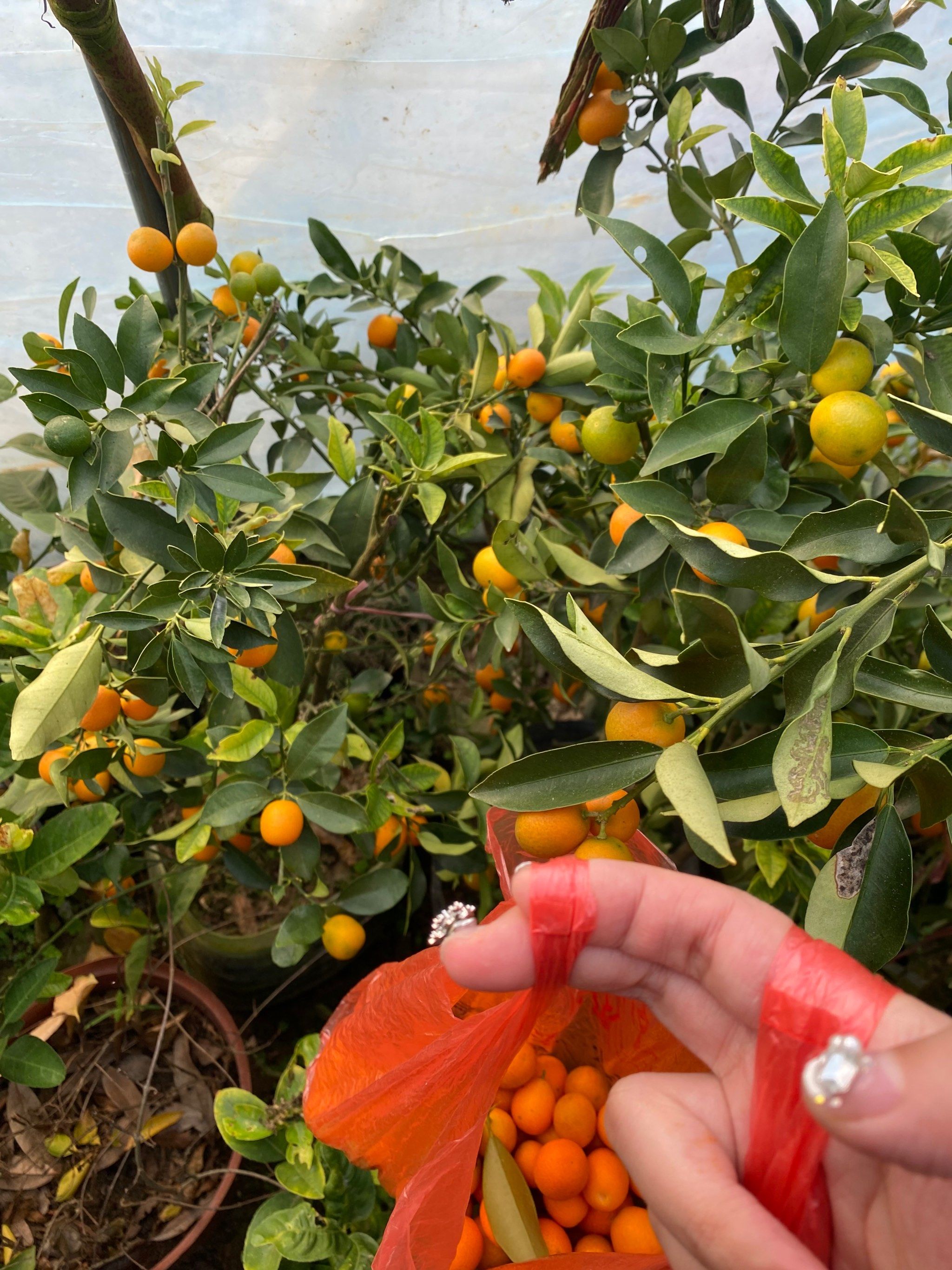 不要钱的金钱橘