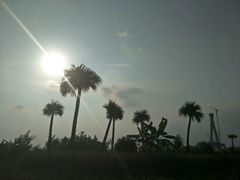 -芒洲湿地公园