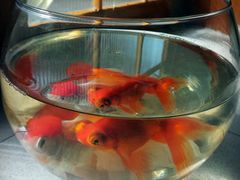 -秦美花卉(天朗·莱茵小城2期店)