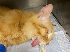 -瑞鹏宠物医院·超声·骨科·奇麟分院(蜀都万达店)