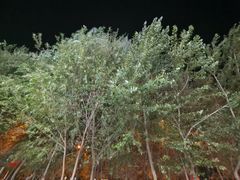 -尕胡才炕锅烤羊肉馆(八一路店)