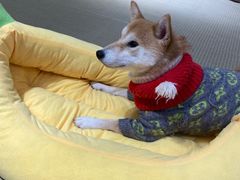 -逗柴咖啡屋·狗咖猫咖宠物桌游