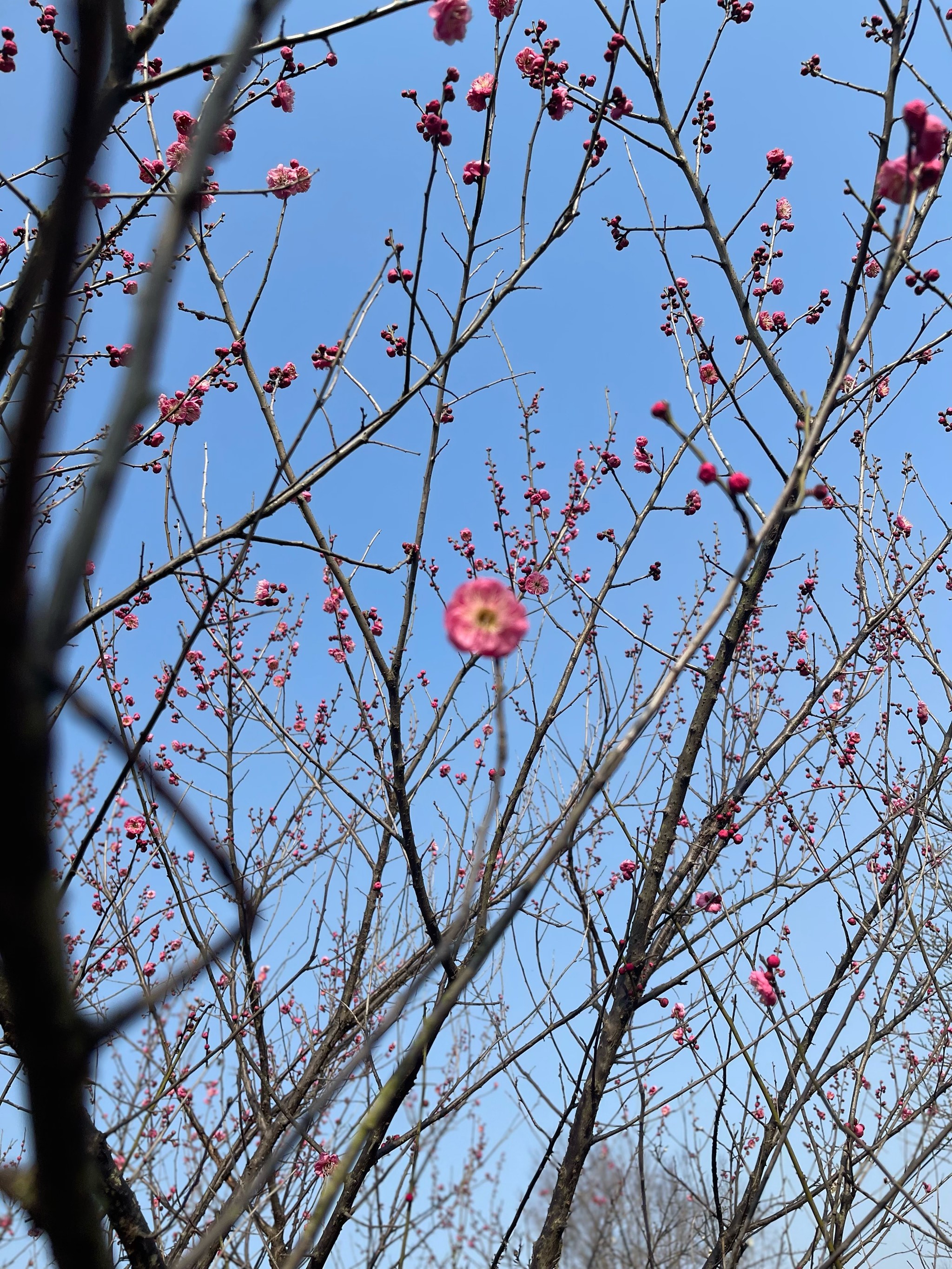 梅花不开花时的样子图片