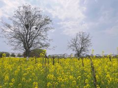 -武汉紫薇都市田园