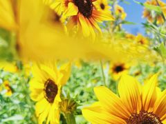 -海心沙亚运公园