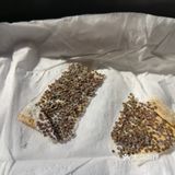 这次为了满足小朋友的好奇心