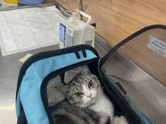 -爱侣宠医·鹦鹉专科·小型哺乳类·异宠专科(灵石路店)