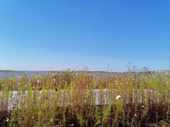 -呼兰河口湿地公园