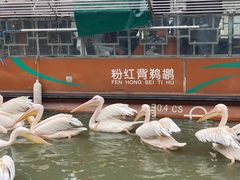 -广州长隆飞鸟乐园