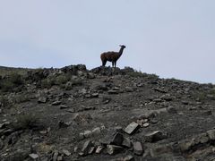 -新疆天山野生动物园