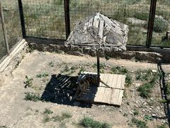 -新疆天山野生动物园