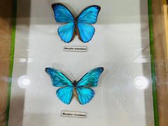-上海大自然野生昆虫馆