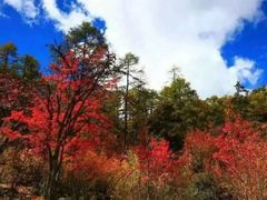 -稻城亚丁风景区-电瓶观光车售票处
