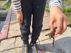 -同銮特种养殖场·龙虾垂钓