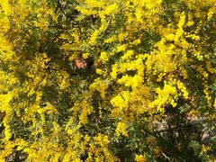 -墨尔本皇家植物园